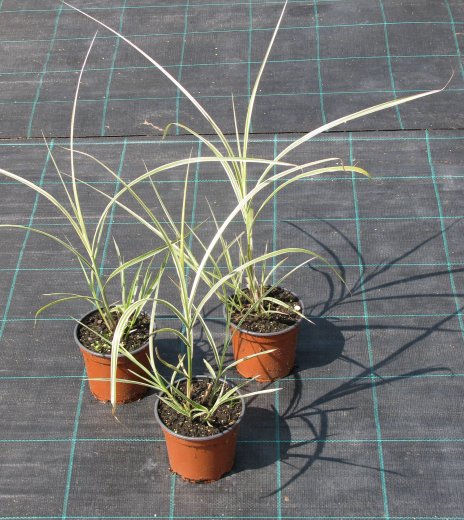 Miscanthus sinensis 'Variegatus'